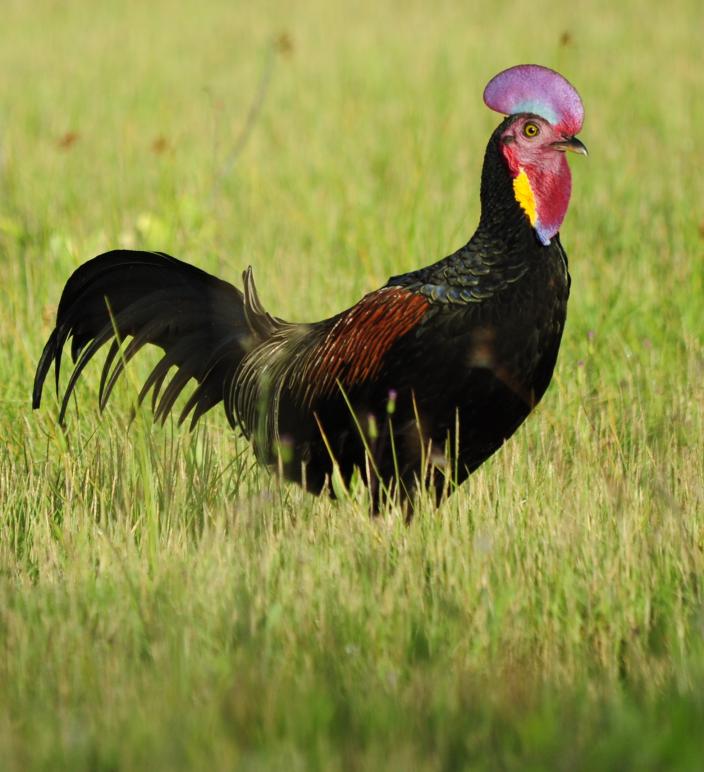Green Jungle Fowl - Cocos Island 